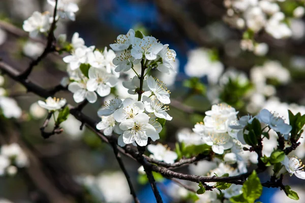 Detailní Záběr Bílých Třešňových Květů Větvi Stromu — Stock fotografie