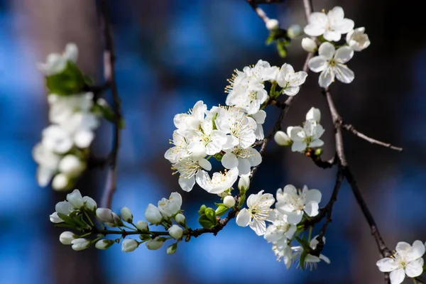 Eine Nahaufnahme Weißer Kirschblüten Auf Einem Ast — Stockfoto