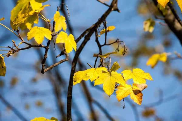 Lindas Folhas Amarelas Outono Uma Árvore — Fotografia de Stock