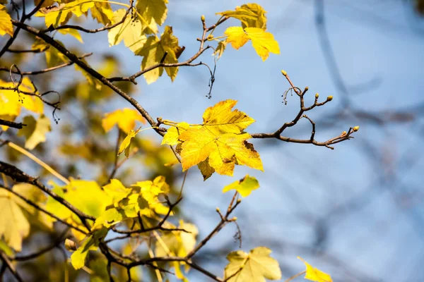 树上美丽的黄秋叶 — 图库照片