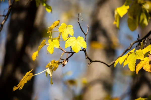Krásné Žluté Podzimní Listí Stromě — Stock fotografie