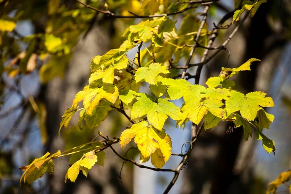 Schöne Gelbe Herbstblätter Auf Einem Baum — Stockfoto