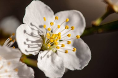 The fruits blossom in spring. Spring blossoms in forest,fields and parks.