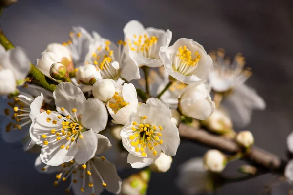 Fruits Blossom Spring Spring Blossoms Forest Fields Parks — Stockfoto