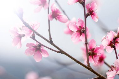 Güneşli bir bahçede çiçekler.
