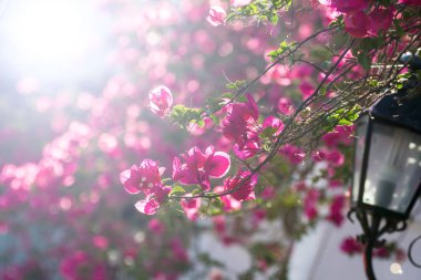 Güneşli bir bahçede çiçekler.