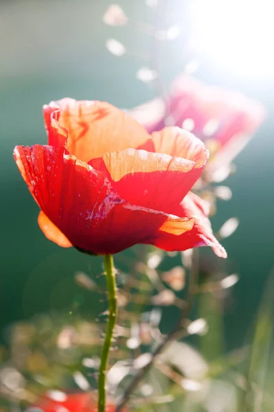Güneşli Bir Bahçede Çiçekler — Stok fotoğraf