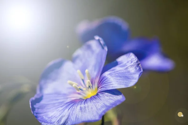 Blommor Solbelyst Trädgård — Stockfoto