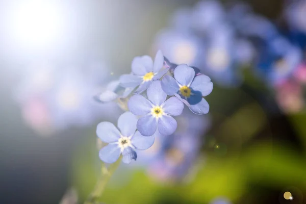 Flores Jardín Soleado —  Fotos de Stock