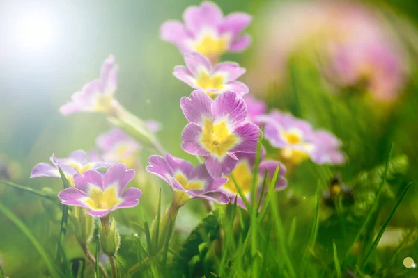 Flowers Sunlit Garden — Stock Photo, Image