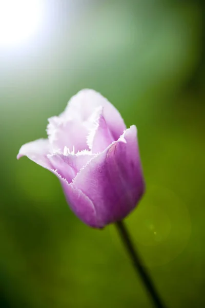 Virágok Napsütötte Kertben — Stock Fotó