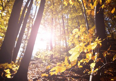Ormanda yapraklar sonbahar güneşi tarafından aydınlatılır..