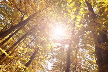 Ormanda yapraklar sonbahar güneşi tarafından aydınlatılır..