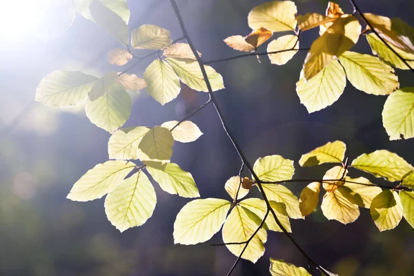 Leaves Forest Illuminated Autumn Sun — Stock Photo, Image