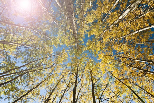秋天的阳光照亮了森林里的树叶 — 图库照片