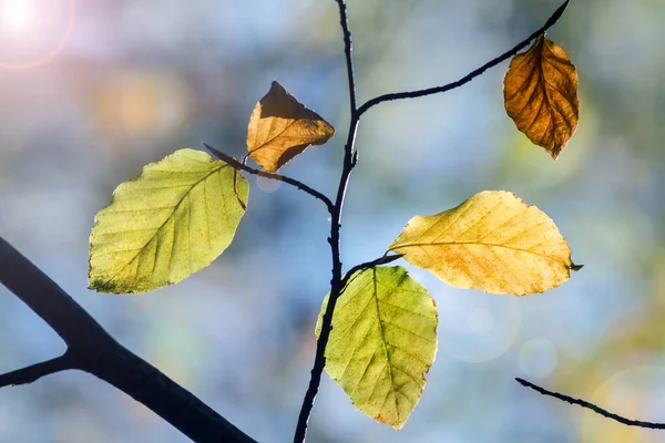Leaves Forest Illuminated Autumn Sun — Stock Photo, Image