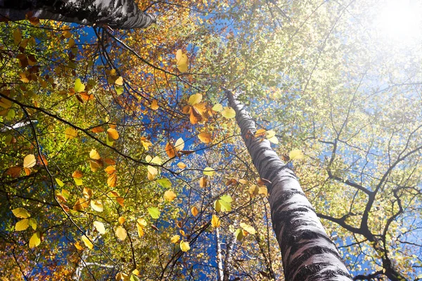 Foglie Nella Foresta Illuminate Dal Sole Autunnale — Foto Stock