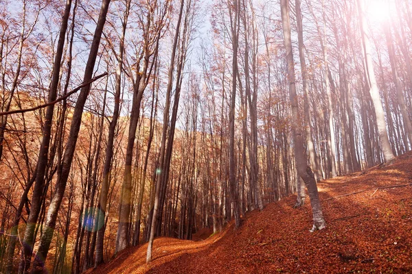 Listy Lese Osvětlené Podzimním Sluncem — Stock fotografie