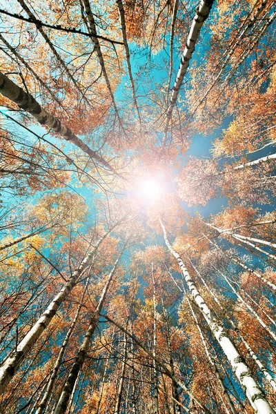 秋の太陽に照らされた森の中の葉 — ストック写真