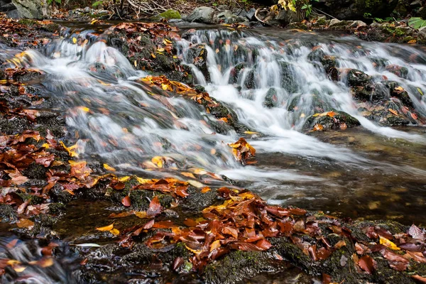 Гірський Потік Восени Потік Лісі — стокове фото