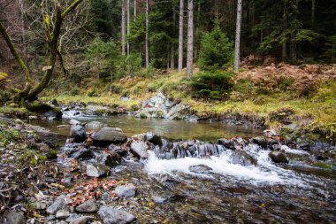 Orman manzarası boyunca bir dağ deresi akar..