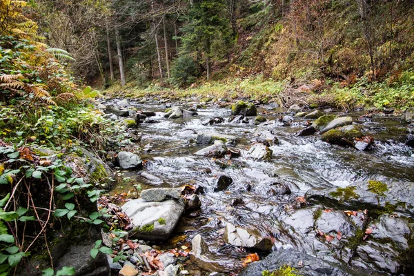 Mountain Stream Flows Forest Landscape — Stock Photo, Image