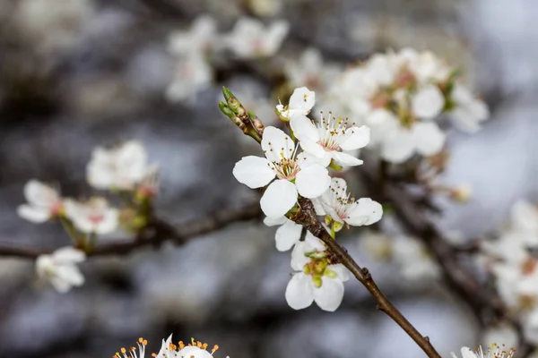 Чудові Квіти Навесні Цвітіння Фруктів — стокове фото