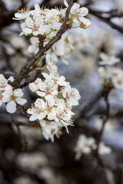 Underbara Blommor Våren Blommande Frukt — Stockfoto