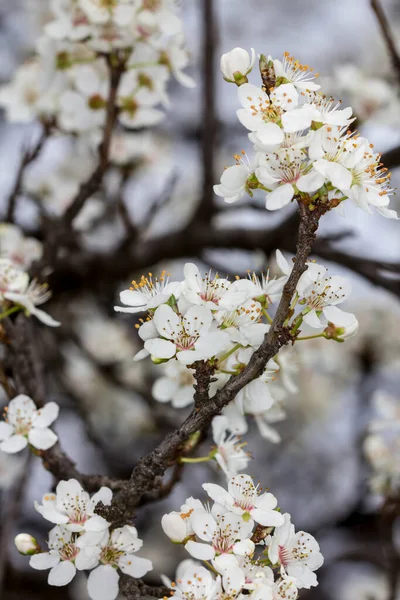 Maravilhosas Flores Primavera Frutos Floridos — Fotografia de Stock