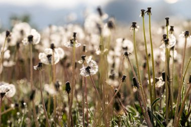 Karahindiba tarlada çimlerin arasında çiçek açtı..