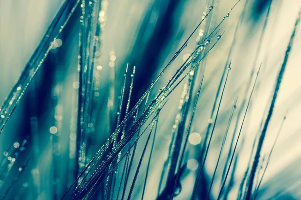 朝露と水の滴と草原の草 — ストック写真
