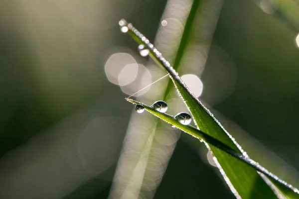 Grass Meadow Morning Dew Drops Water — Stock Photo, Image