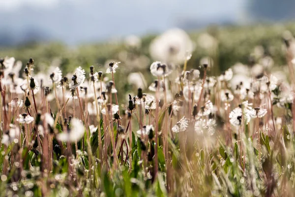 Dandelion Blossomed Field Grass — Stock Photo, Image