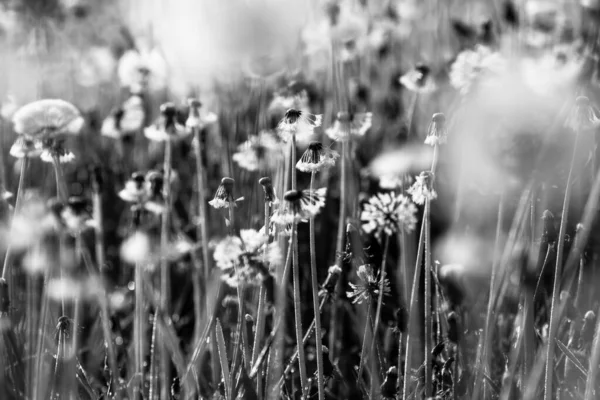 草の間の畑にタンポポが咲いていました — ストック写真