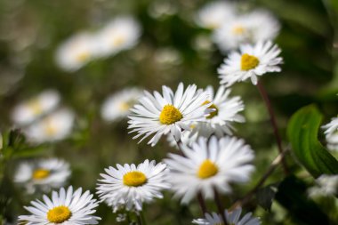 Bahçede çiçekler. Baharda çiçekler.