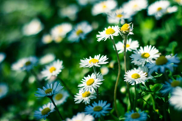 Blommor Trädgården Blommor Våren — Stockfoto