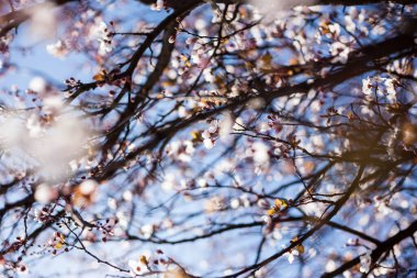 Baharda harika çiçekler. Çiçekli meyve..