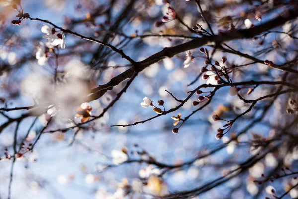 Gyönyörű Virágok Tavasszal Virágos Gyümölcs — Stock Fotó