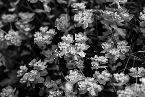 Grama Flores Primavera Preto Branco — Fotografia de Stock
