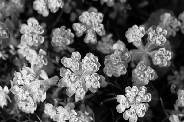 Trawa Kwiaty Wiosną Czerń Biel — Zdjęcie stockowe