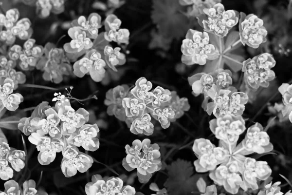 Tráva Květiny Jaře Černá Bílá — Stock fotografie