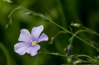 Çimenlerdeki çiçekler, Nisan 'daki ilkbahar