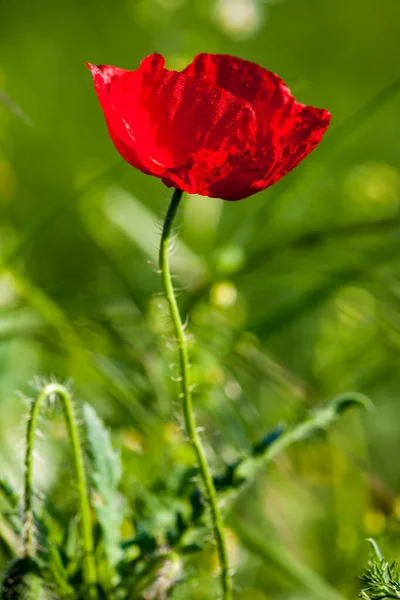 Beautiful Red Poppies Meadow Green Background — Stock Photo, Image