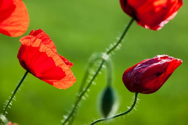 Красиві Червоні Маки Лузі Зеленому Тлі — стокове фото