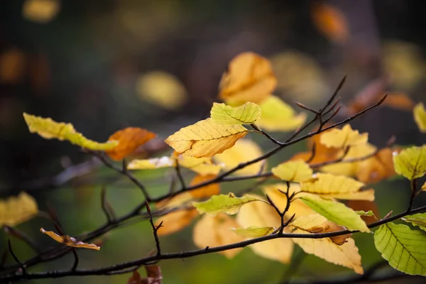 Barevné Listy Lese Barevné Listy Podzim — Stock fotografie