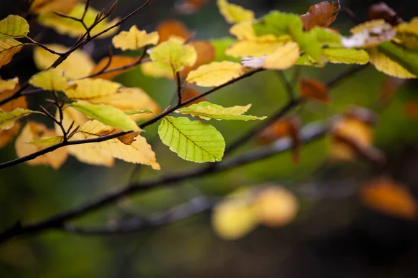 森林里五彩斑斓的树叶 秋天五彩斑斓的树叶 — 图库照片