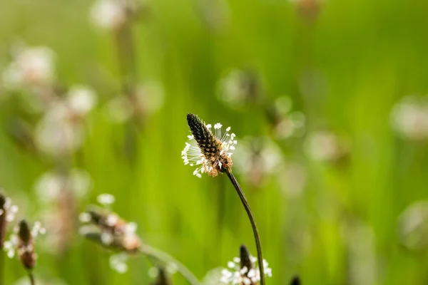 4月の春草の中の花 — ストック写真