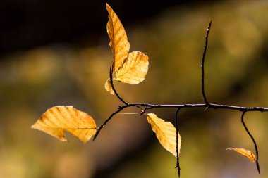 Sonbaharda güzel renkli yapraklar.