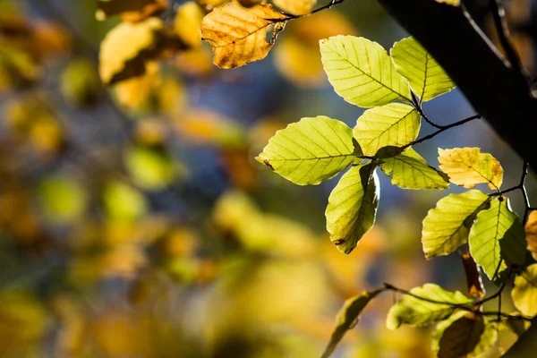 Schöne Bunte Blätter Herbst — Stockfoto