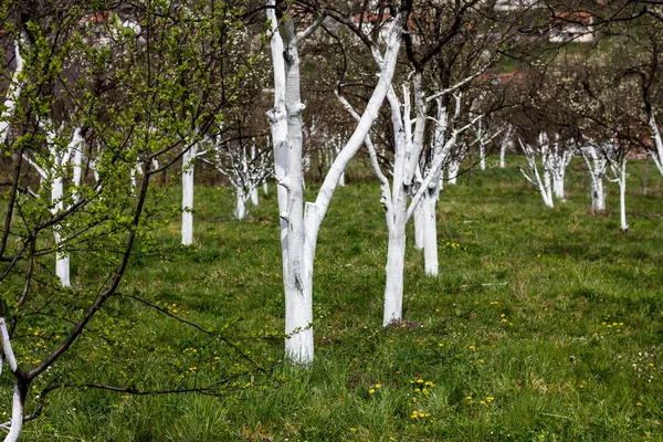 Wiosną Drzewa Owocowe Pomalowany Biało Celu Ochrony Przed Owadami — Zdjęcie stockowe